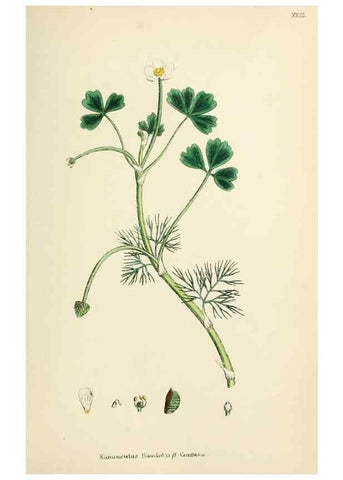 Reproducción/Reproduction 48716804968: English botany, or, Coloured figures of British plants /. London :R. Hardwicke,1863-1886.. 