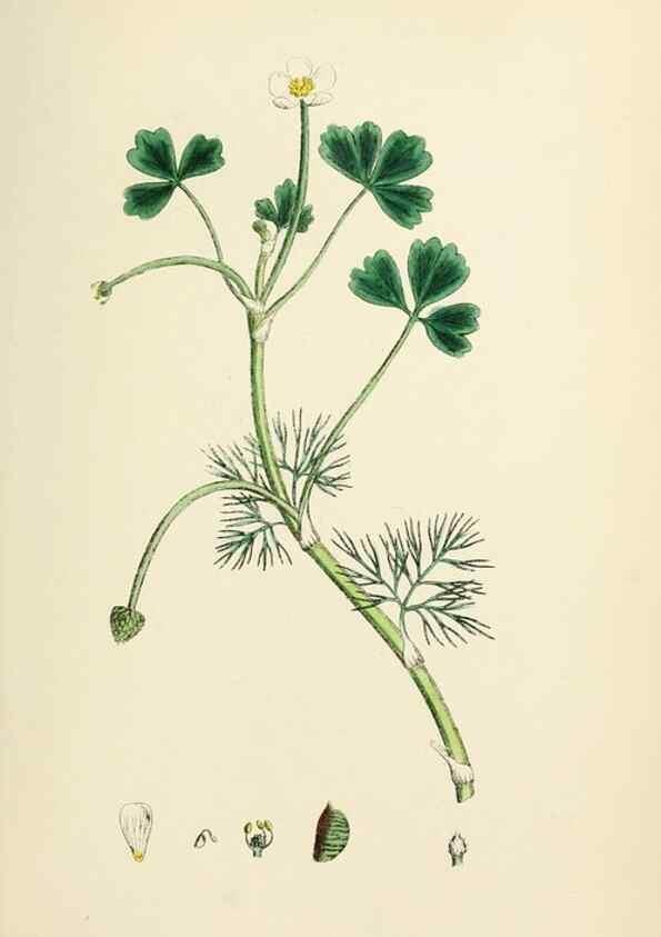 Reproducción/Reproduction 48716804968: English botany, or, Coloured figures of British plants /. London :R. Hardwicke,1863-1886.. 