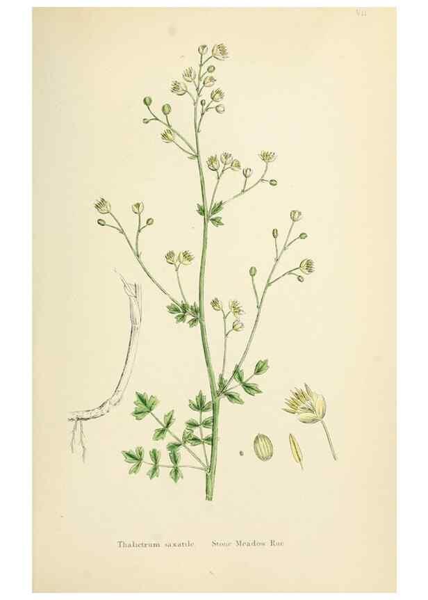 Reproducción/Reproduction 48717135126: English botany, or, Coloured figures of British plants /. London :R. Hardwicke,1863-1886.. 
