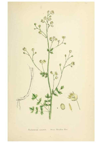 Reproducción/Reproduction 48717135126: English botany, or, Coloured figures of British plants /. London :R. Hardwicke,1863-1886.. 
