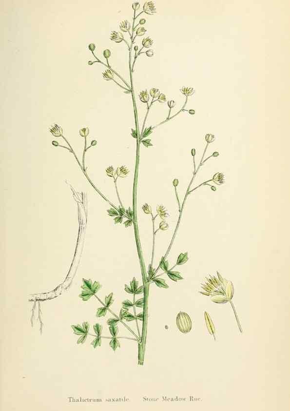 Reproducción/Reproduction 48717135126: English botany, or, Coloured figures of British plants /. London :R. Hardwicke,1863-1886.. 
