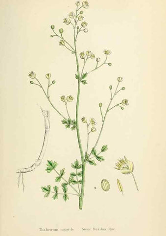 Reproducción/Reproduction 48717135126: English botany, or, Coloured figures of British plants /. London :R. Hardwicke,1863-1886.. 