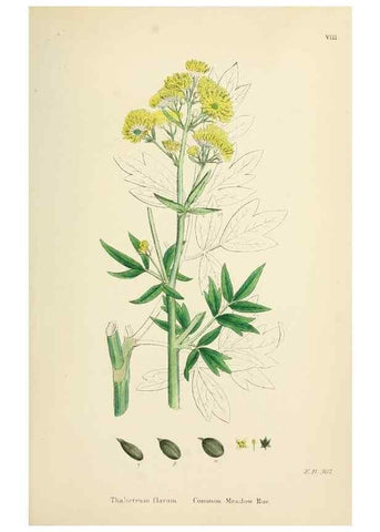 Reproducción/Reproduction 48717305767: English botany, or, Coloured figures of British plants /. London :R. Hardwicke,1863-1886.. 