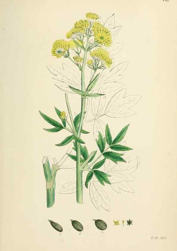 Reproducción/Reproduction 48717305767: English botany, or, Coloured figures of British plants /. London :R. Hardwicke,1863-1886.. 