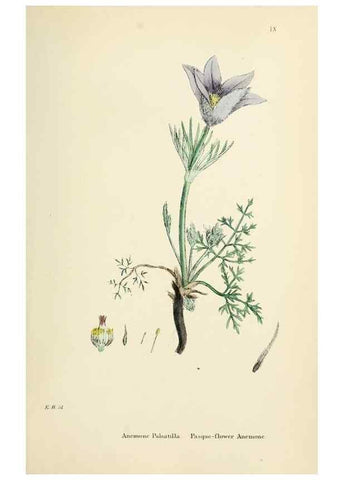 Reproducción/Reproduction 48717306062: English botany, or, Coloured figures of British plants /. London :R. Hardwicke,1863-1886.. 