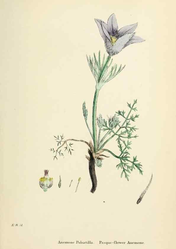 Reproducción/Reproduction 48717306062: English botany, or, Coloured figures of British plants /. London :R. Hardwicke,1863-1886.. 