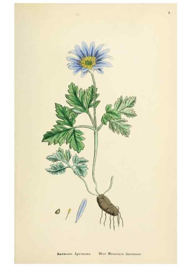 Reproducción/Reproduction 48717136146: English botany, or, Coloured figures of British plants /. London :R. Hardwicke,1863-1886.. 