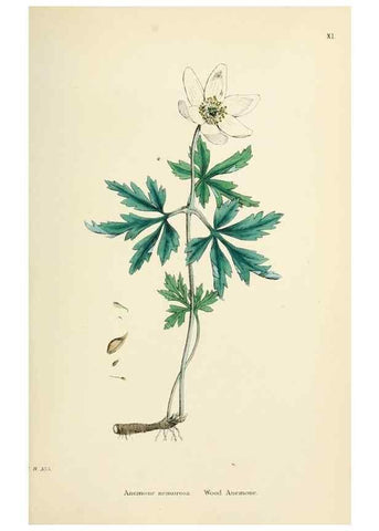 Reproducción/Reproduction 48716800398: English botany, or, Coloured figures of British plants /. London :R. Hardwicke,1863-1886.. 