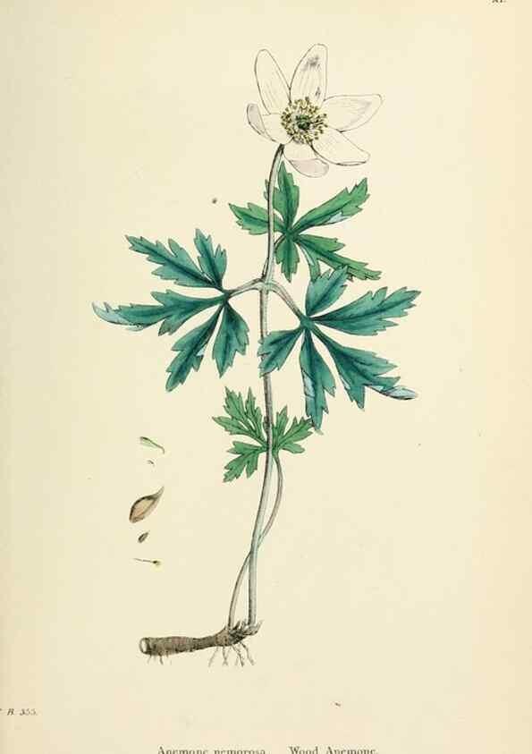 Reproducción/Reproduction 48716800398: English botany, or, Coloured figures of British plants /. London :R. Hardwicke,1863-1886.. 