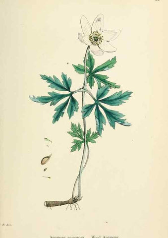 Reproducción/Reproduction 48716800398: English botany, or, Coloured figures of British plants /. London :R. Hardwicke,1863-1886.. 