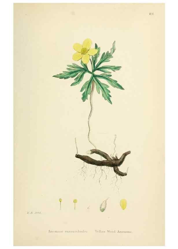 Reproducción/Reproduction 48716800803: English botany, or, Coloured figures of British plants /. London :R. Hardwicke,1863-1886.. 