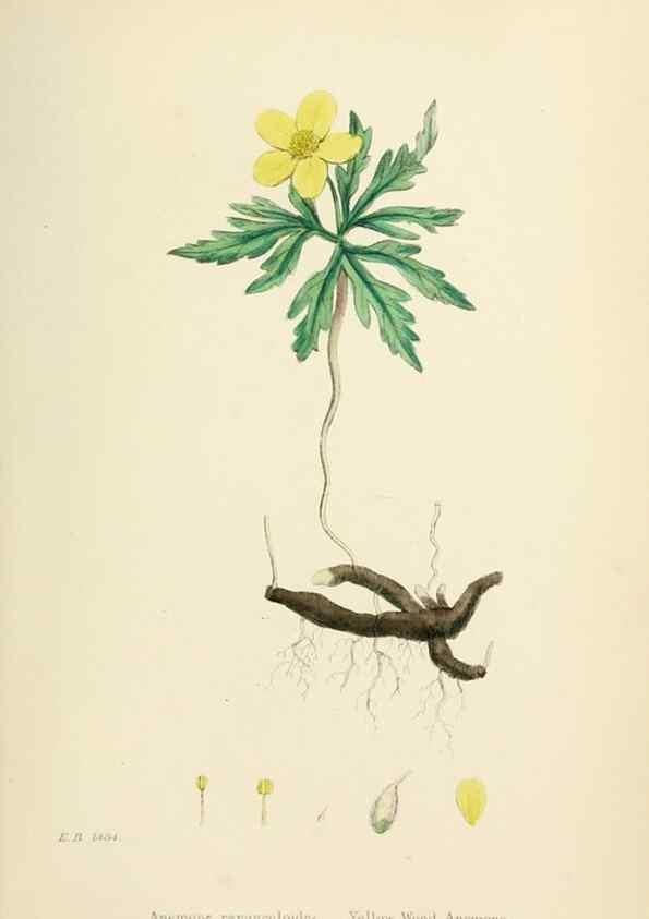 Reproducción/Reproduction 48716800803: English botany, or, Coloured figures of British plants /. London :R. Hardwicke,1863-1886.. 