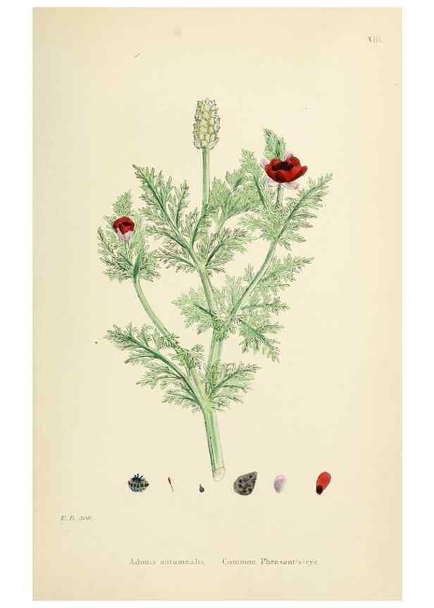 Reproducción/Reproduction 48717307542: English botany, or, Coloured figures of British plants /. London :R. Hardwicke,1863-1886.. 
