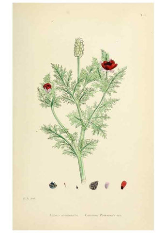 Reproducción/Reproduction 48717307542: English botany, or, Coloured figures of British plants /. London :R. Hardwicke,1863-1886.. 