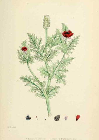 Reproducción/Reproduction 48717307542: English botany, or, Coloured figures of British plants /. London :R. Hardwicke,1863-1886.. 
