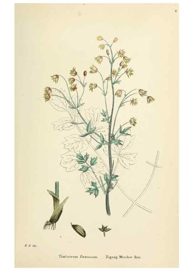 Reproducción/Reproduction 48717304622: English botany, or, Coloured figures of British plants /. London :R. Hardwicke,1863-1886.. 