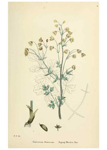 Reproducción/Reproduction 48717304622: English botany, or, Coloured figures of British plants /. London :R. Hardwicke,1863-1886.. 