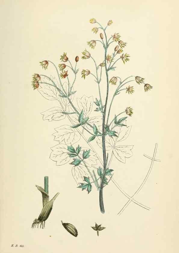 Reproducción/Reproduction 48717304622: English botany, or, Coloured figures of British plants /. London :R. Hardwicke,1863-1886.. 