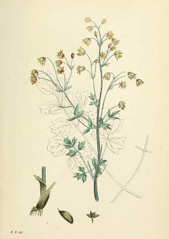 Reproducción/Reproduction 48717304622: English botany, or, Coloured figures of British plants /. London :R. Hardwicke,1863-1886.. 