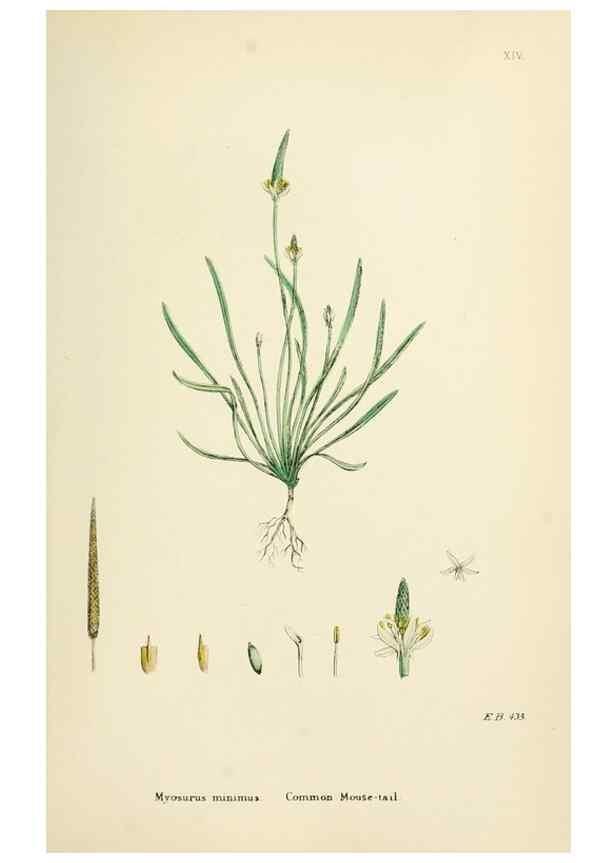 Reproducción/Reproduction 48717307907: English botany, or, Coloured figures of British plants /. London :R. Hardwicke,1863-1886.. 