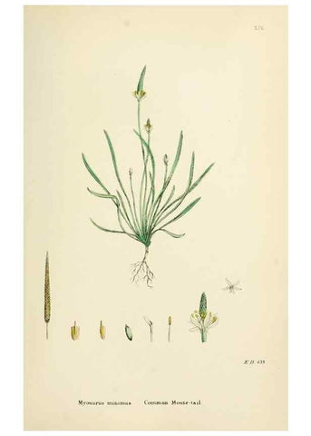 Reproducción/Reproduction 48717307907: English botany, or, Coloured figures of British plants /. London :R. Hardwicke,1863-1886.. 