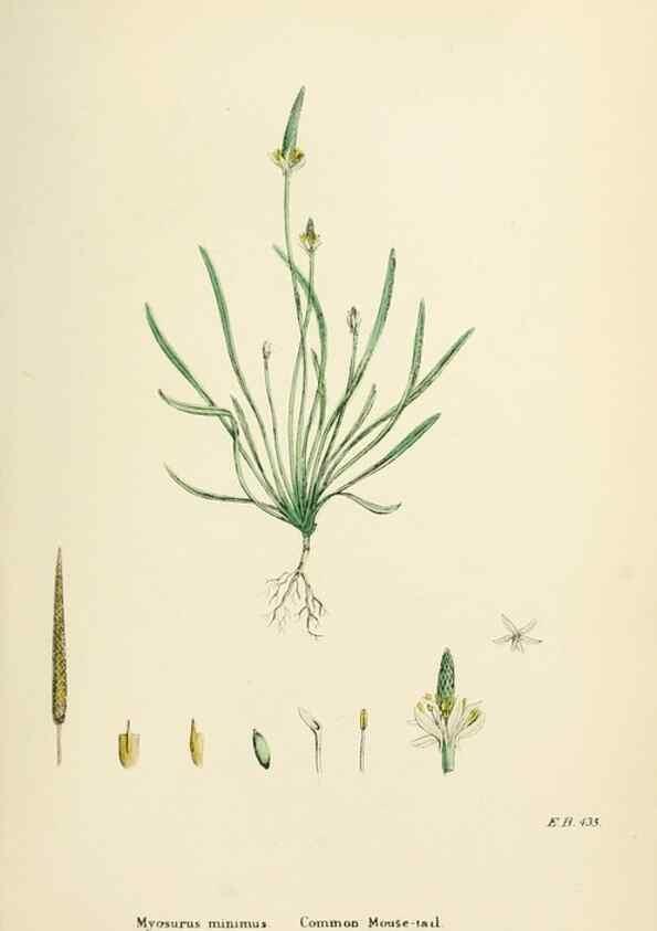 Reproducción/Reproduction 48717307907: English botany, or, Coloured figures of British plants /. London :R. Hardwicke,1863-1886.. 