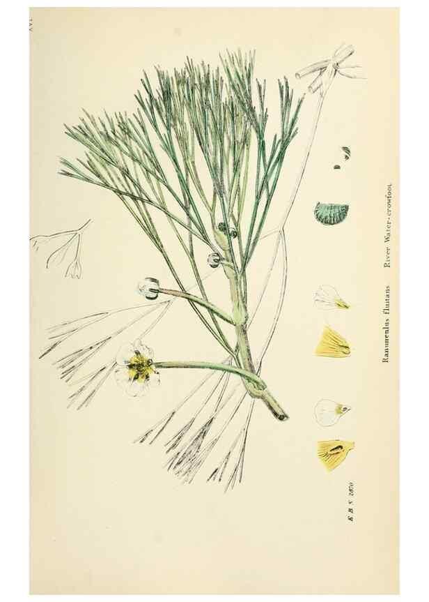 Reproducción/Reproduction 48716802243: English botany, or, Coloured figures of British plants /. London :R. Hardwicke,1863-1886.. 