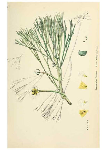Reproducción/Reproduction 48716802243: English botany, or, Coloured figures of British plants /. London :R. Hardwicke,1863-1886.. 