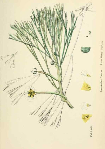 Reproducción/Reproduction 48716802243: English botany, or, Coloured figures of British plants /. London :R. Hardwicke,1863-1886.. 