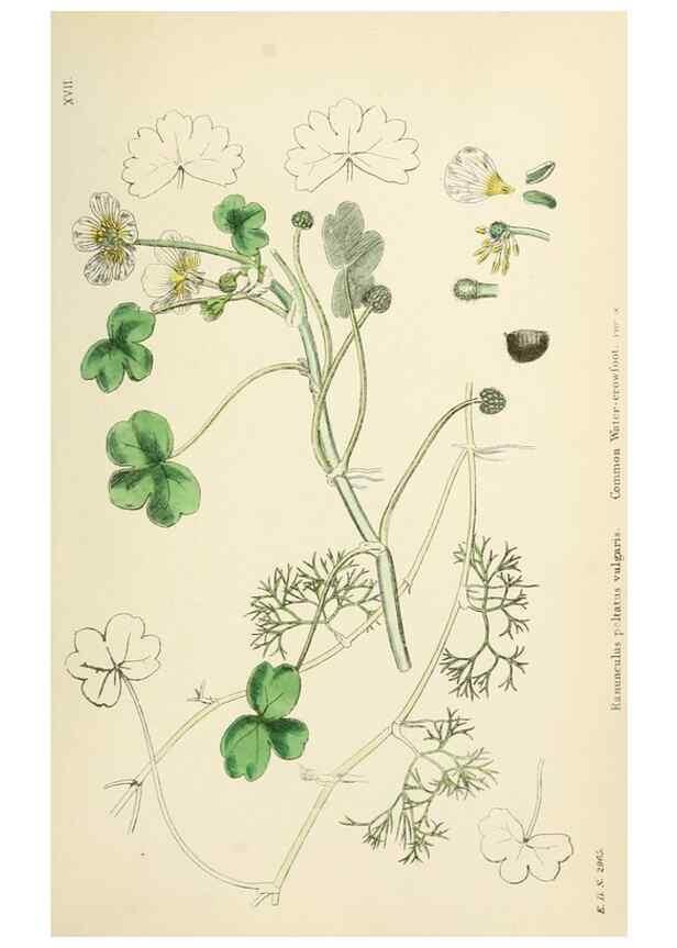 Reproducción/Reproduction 48716802733: English botany, or, Coloured figures of British plants /. London :R. Hardwicke,1863-1886.. 