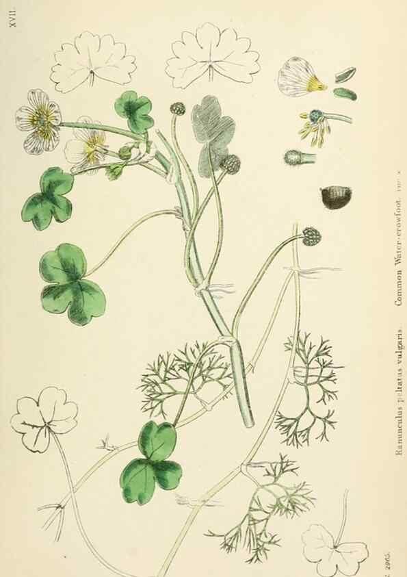 Reproducción/Reproduction 48716802733: English botany, or, Coloured figures of British plants /. London :R. Hardwicke,1863-1886.. 