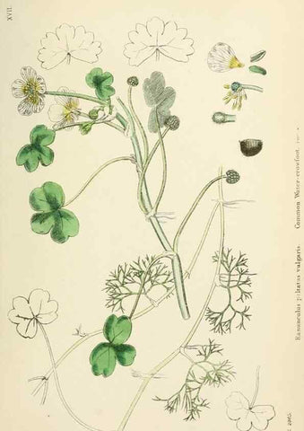 Reproducción/Reproduction 48716802733: English botany, or, Coloured figures of British plants /. London :R. Hardwicke,1863-1886.. 