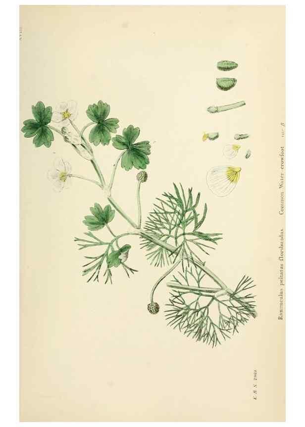 Reproducción/Reproduction 48717309462: English botany, or, Coloured figures of British plants /. London :R. Hardwicke,1863-1886.. 