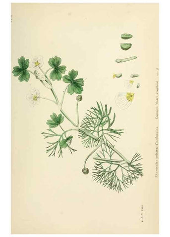 Reproducción/Reproduction 48717309462: English botany, or, Coloured figures of British plants /. London :R. Hardwicke,1863-1886.. 