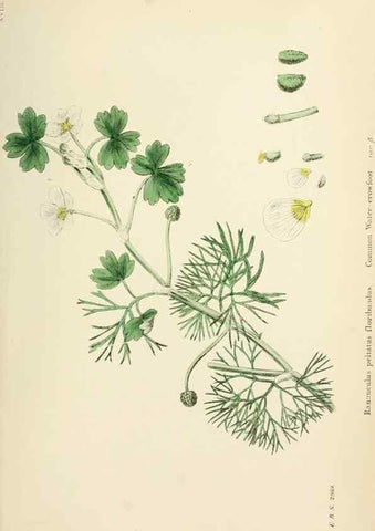 Reproducción/Reproduction 48717309462: English botany, or, Coloured figures of British plants /. London :R. Hardwicke,1863-1886.. 