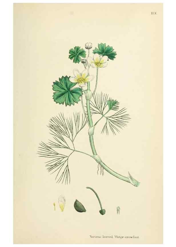 Reproducción/Reproduction 48717139476: English botany, or, Coloured figures of British plants /. London :R. Hardwicke,1863-1886.. 