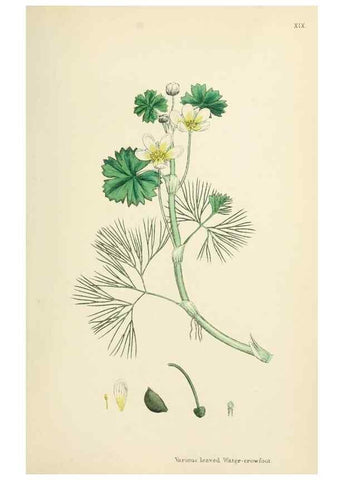 Reproducción/Reproduction 48717139476: English botany, or, Coloured figures of British plants /. London :R. Hardwicke,1863-1886.. 