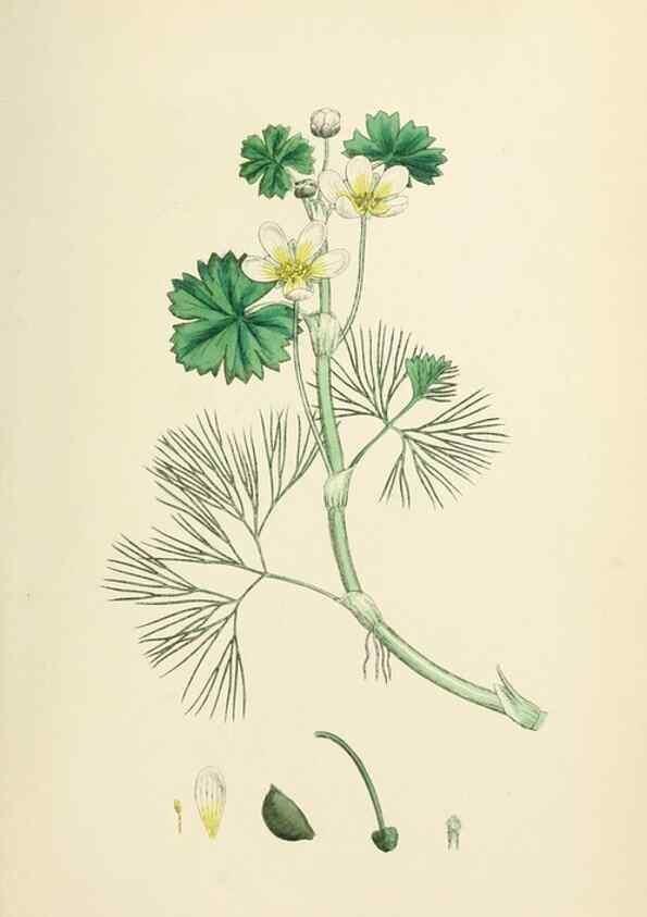 Reproducción/Reproduction 48717139476: English botany, or, Coloured figures of British plants /. London :R. Hardwicke,1863-1886.. 