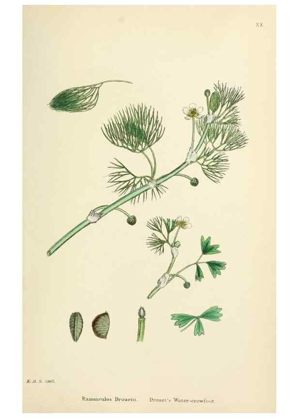 Reproducción/Reproduction 48716803828: English botany, or, Coloured figures of British plants /. London :R. Hardwicke,1863-1886.. 