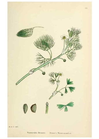 Reproducción/Reproduction 48716803828: English botany, or, Coloured figures of British plants /. London :R. Hardwicke,1863-1886.. 