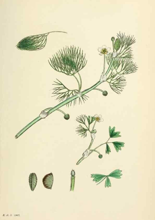 Reproducción/Reproduction 48716803828: English botany, or, Coloured figures of British plants /. London :R. Hardwicke,1863-1886.. 