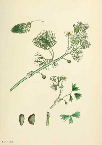 Reproducción/Reproduction 48716803828: English botany, or, Coloured figures of British plants /. London :R. Hardwicke,1863-1886.. 