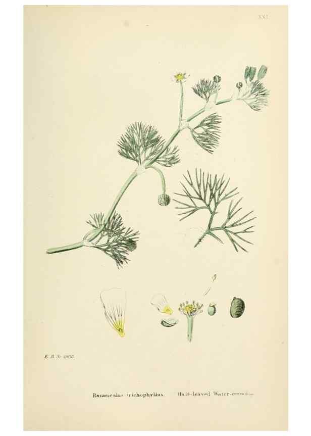 Reproducción/Reproduction 48717140106: English botany, or, Coloured figures of British plants /. London :R. Hardwicke,1863-1886.. 