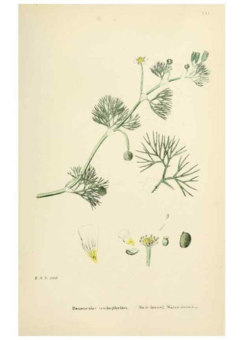 Reproducción/Reproduction 48717140106: English botany, or, Coloured figures of British plants /. London :R. Hardwicke,1863-1886.. 