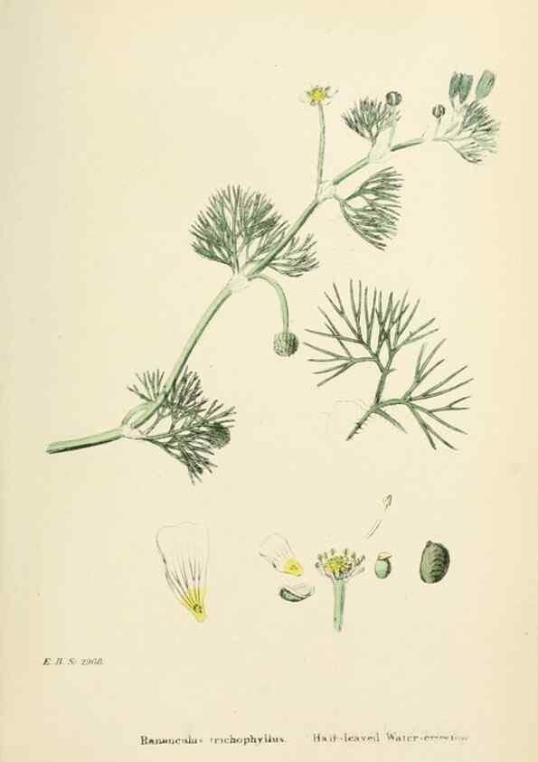 Reproducción/Reproduction 48717140106: English botany, or, Coloured figures of British plants /. London :R. Hardwicke,1863-1886.. 