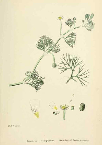 Reproducción/Reproduction 48717140106: English botany, or, Coloured figures of British plants /. London :R. Hardwicke,1863-1886.. 