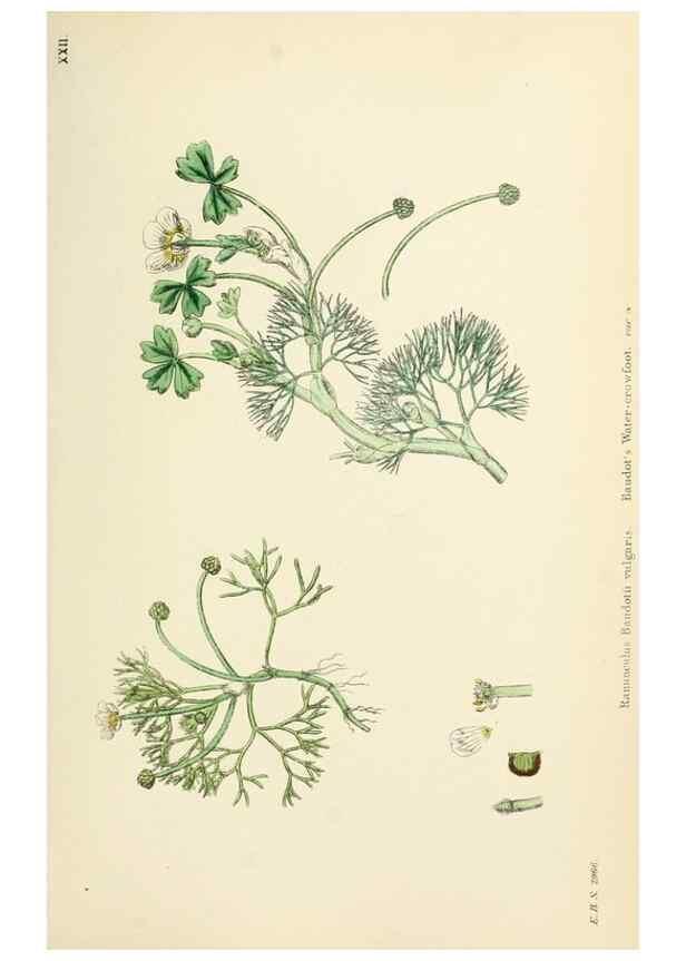 Reproducción/Reproduction 48716804668: English botany, or, Coloured figures of British plants /. London :R. Hardwicke,1863-1886.. 