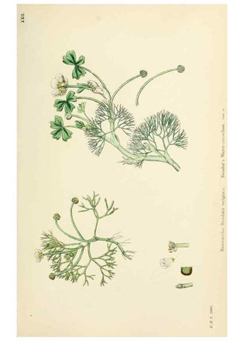Reproducción/Reproduction 48716804668: English botany, or, Coloured figures of British plants /. London :R. Hardwicke,1863-1886.. 