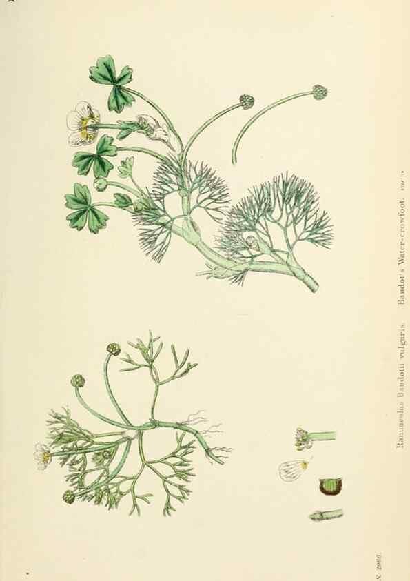 Reproducción/Reproduction 48716804668: English botany, or, Coloured figures of British plants /. London :R. Hardwicke,1863-1886.. 