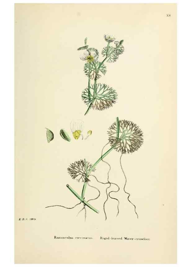 Reproducción/Reproduction 48717308197: English botany, or, Coloured figures of British plants /. London :R. Hardwicke,1863-1886.. 
